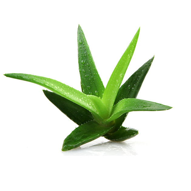 Aloe Vera Leaf