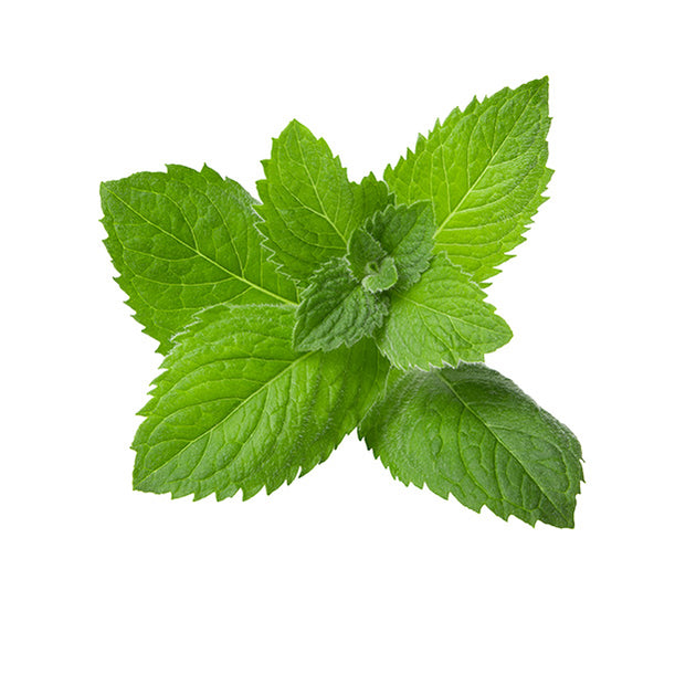 Peppermint Essential Oil