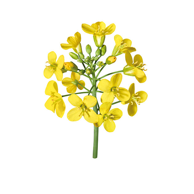 Rapeseed Oil